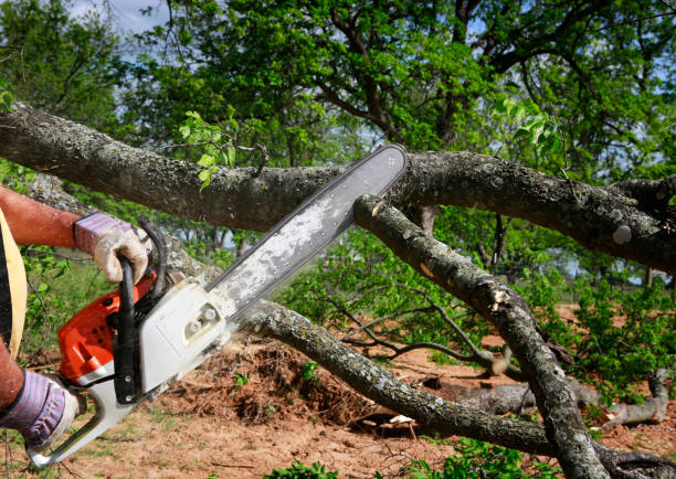 Professional Tree Removal in Madeira Beach, FL